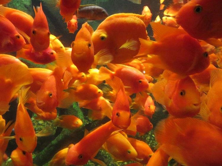 aquarium fish food